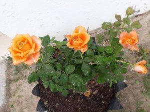 50 Años De Cárcel Por Defender Al Agua Del Río.