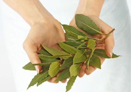 Resultado de imagen de bay leaves