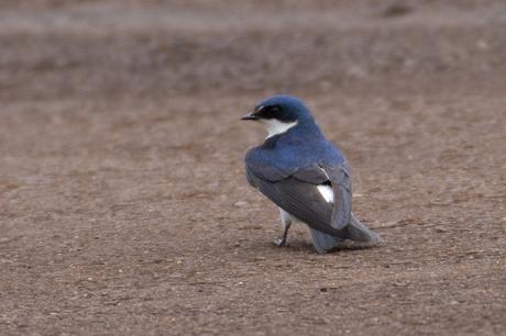 Golondrina patagónica (Chilean Swallow) Tachycineta leucopyga