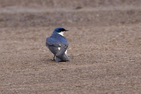 Golondrina patagónica (Chilean Swallow) Tachycineta leucopyga
