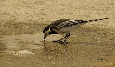LAVANDERAS ENLUTADAS O PÍAS