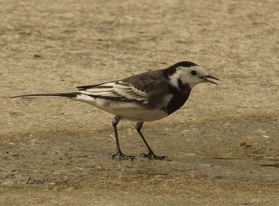 LAVANDERAS ENLUTADAS O PÍAS
