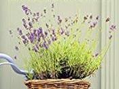 love you, amour» Tamara Balliana