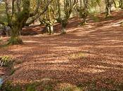 Hayedo Otzarreta: otoño mágico