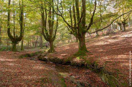 Hayedo de Otzarreta otoño viaje excursiones planes 