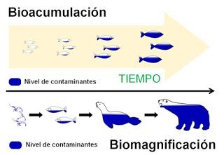 La maldición tóxica de los grandes depredadores