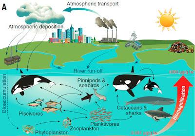 La maldición tóxica de los grandes depredadores
