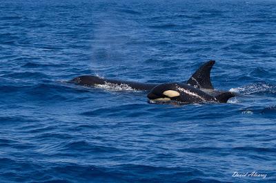 La maldición tóxica de los grandes depredadores