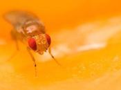 tiene prisa, ella estrategia reproductiva impulsa envejecimiento femenino lento