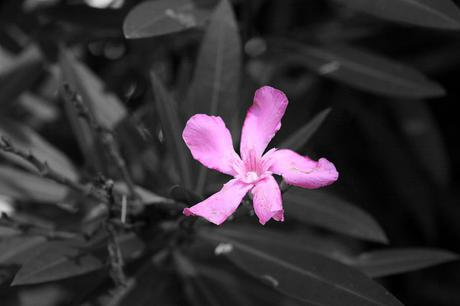 El ojo castaño de nuestro amor - Mircea Cărtărescu