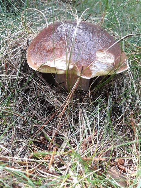 Salsa de boletus