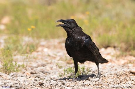 Raven (Corvus corax). Gran Cañón del Colorado.