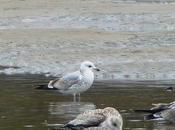 pequeñas canas están aquí