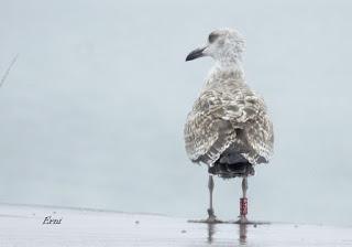 GAVIOTAS: SORPRESAS, BUENAS Y MALAS NOTICIAS