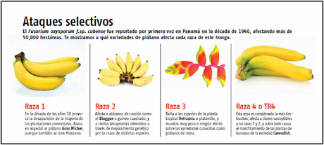 El mal de Panamá, ¿está en riesgo el plátano? El mal de Panamá, ¿está en riesgo el plátano?
