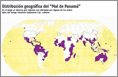 El mal de Panamá, ¿está en riesgo el plátano? El mal de Panamá, ¿está en riesgo el plátano?