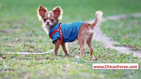 Las enfermedades más comunes del perro: síntomas y tratamiento