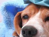 Enfermedades Potencialmente Mortales Prevenibles) Perros