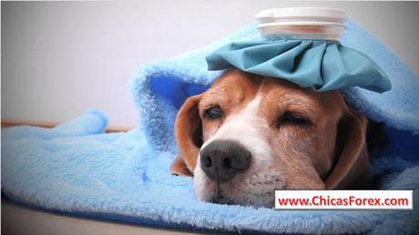 Enfermedades Potencialmente Mortales (y Prevenibles) de los Perros Enfermedades Potencialmente Mortales (y Prevenibles) de los Perros