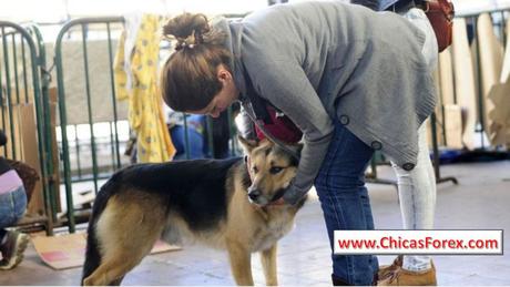¿Cómo los perros eligen a su persona favorita? ¿Cómo los perros eligen a su persona favorita?