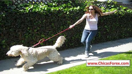 Cómo enseñar al perro a no tirar de la correa Cómo enseñar al perro a no tirar de la correa