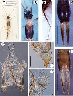 Nueva especies descubierta en Brasil