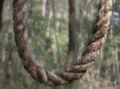 Ahokigahara, Lugar Perfecto Para Morir