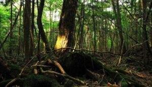 El Bosque Aokigahara, suicidas