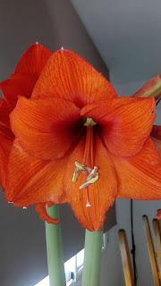 BOLSA Y TABLA PARA LA  MINI  PLANCHA ...