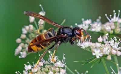Avispa Asiatica