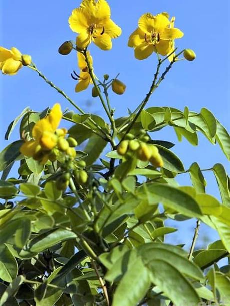 Cassia angustifolia o Sen (Senna Alexandria) usos y peligros de un laxante milenario