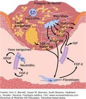 Encuentran un nuevo mecanismo para controlar la inflamación