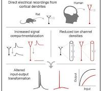 Porque las Neuronas Humanas son Únicas