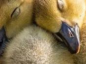 Entiende trovador...