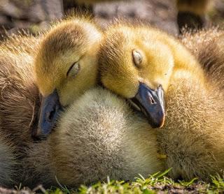 ENTIENDE TROVADOR...