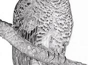 Lechuza Listada (Rusty-barred Owl) Strix hylophila (Temminck, 1825)