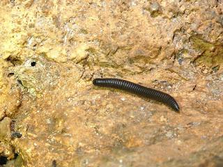 Nueva colaboración con especialistas de EEUU, Rusia, Dinamarca, Francia y Alemania