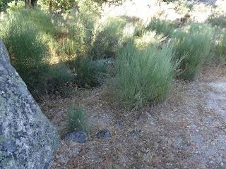 Imagen del mes: Dolmen Tapias I, en Valencia de Alcántara