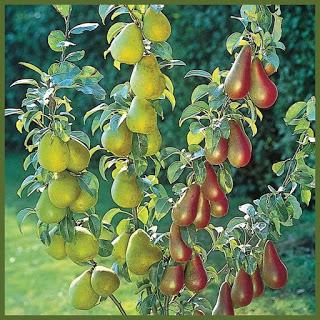 Árboles de frutas injertos   (frutas de muchos colores)
