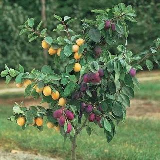 Árboles de frutas injertos   (frutas de muchos colores)