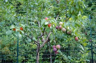 Árboles de frutas injertos   (frutas de muchos colores)