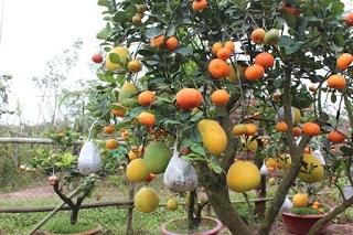 Árboles de frutas injertos   (frutas de muchos colores)