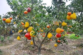 Árboles de frutas injertos   (frutas de muchos colores)