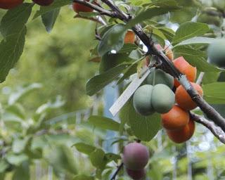 Árboles de frutas injertos   (frutas de muchos colores)