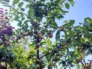 Árboles de frutas injertos   (frutas de muchos colores)