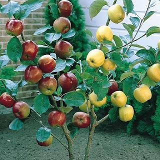 Árboles de frutas injertos   (frutas de muchos colores)