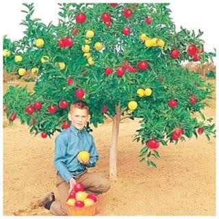 Árboles de frutas injertos   (frutas de muchos colores)