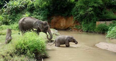Los turistas que amaban a los elefantes en Chiang Mai