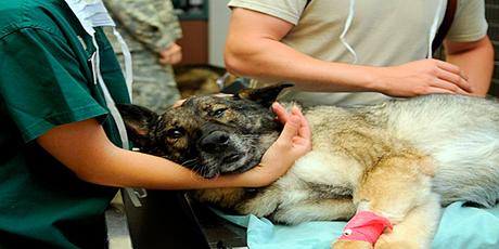 perro en clinica veterinaria tras sufrir un desmayo
