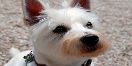 Top razas de perros enanos westy